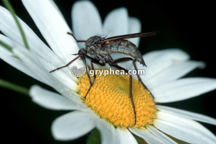 Insecte butineur sur fleur - gryphea.com